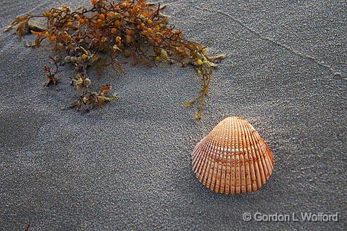 Seashell On The Seashore_42570.jpg - Photographed along the Gulf coast on Mustang Island near Corpus Christi, Texas, USA.